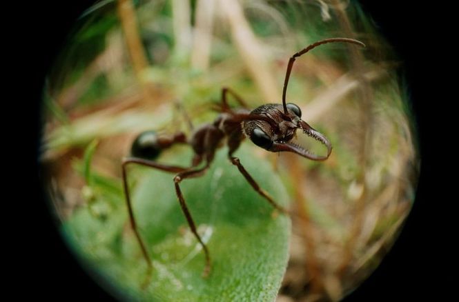 Detailbild Ameisen - Die heimliche Weltmacht