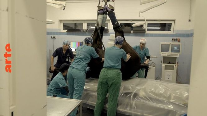 Detailbild Re: Patient Pferd im OP