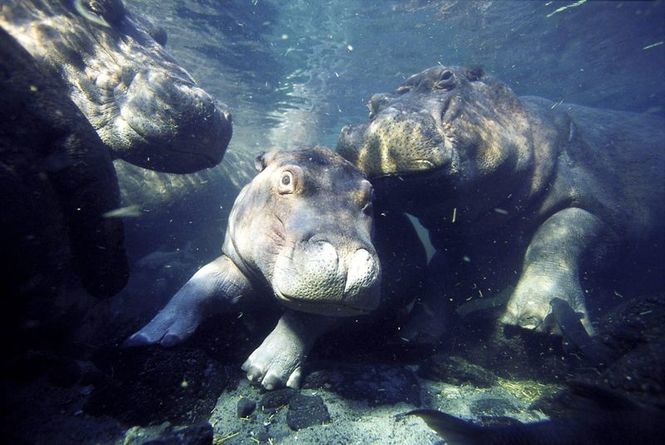 Detailbild Hippos - ganz nah! Das geheime Leben der Flusspferde