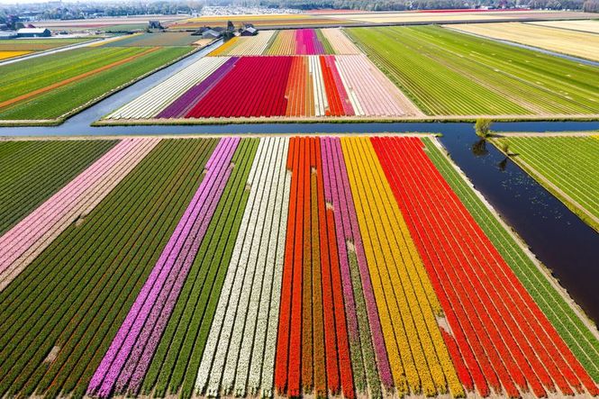 Detailbild Nordseereport Spezial - Tulpenfrühling in den Niederlanden