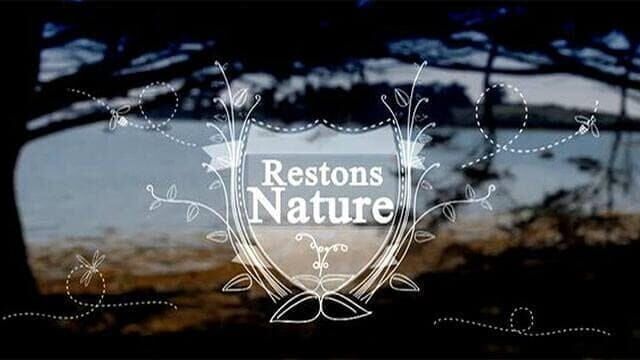 Detailbild Restons nature