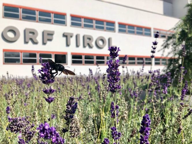 Detailbild Die Welt der wilden Bienen