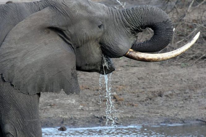 Detailbild Im Reich der Königselefanten - Das Tembe Wildreservat in Südafrika