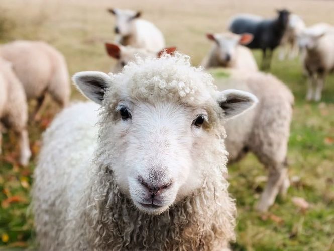 Detailbild Der Bauernhof - Die faszinierende Welt der Tiere: Schafe