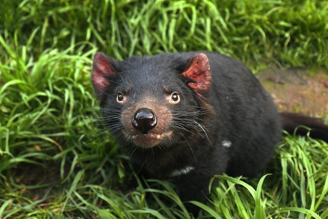 Detailbild Tasmanien: Sympathie für den Teufel