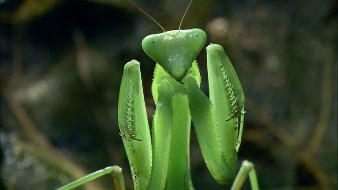 Detailbild Das Alien-Insekt - Die Gottesanbeterin