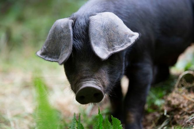Detailbild Der Bauernhof - Die faszinierende Welt der Tiere: Schweine