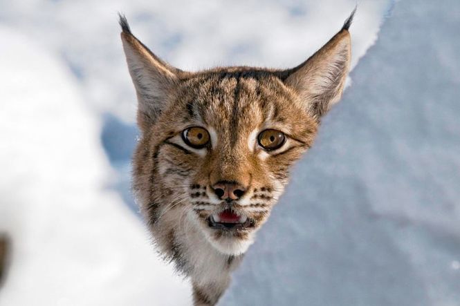 Detailbild Die Rückkehr der Raubtiere - Wolf, Luchs und Bär auf dem Vormarsch