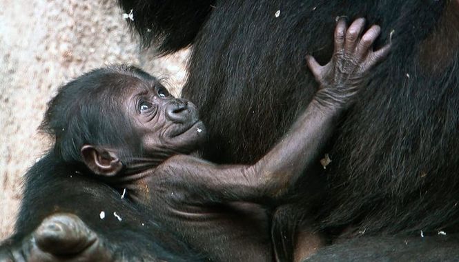 Detailbild Wilde Tierbabys