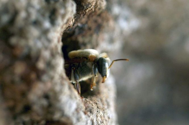 Detailbild Die Bienenflüsterer