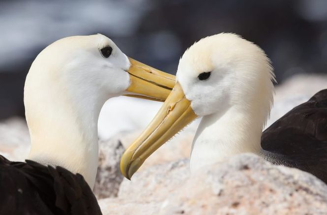 Detailbild Galapagos