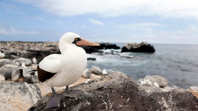 Detailbild Galapagos