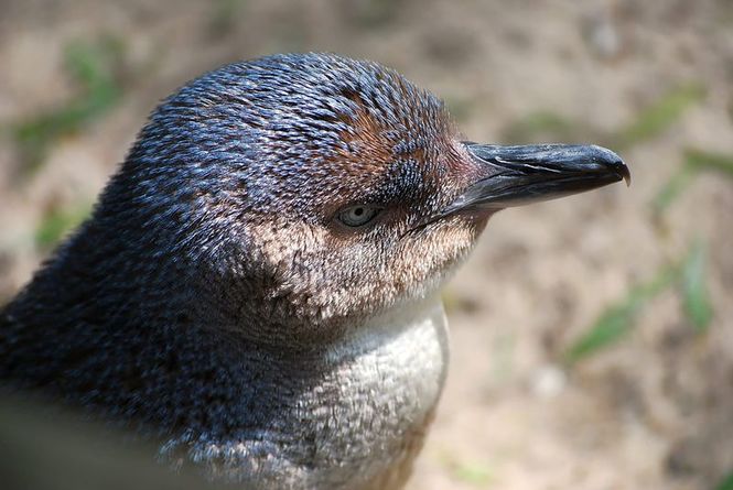 Detailbild Wildlife Diaries Australien