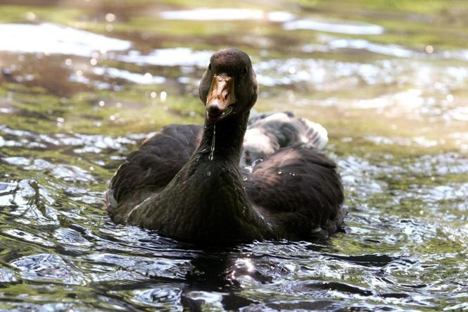 Detailbild Fluss ohne Grenzen - Auenwildnis an der March