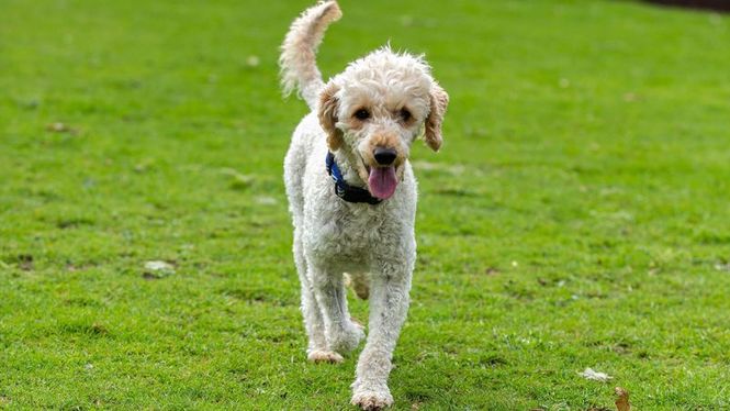 Detailbild Dog House - Hundevermittlung mit Herz