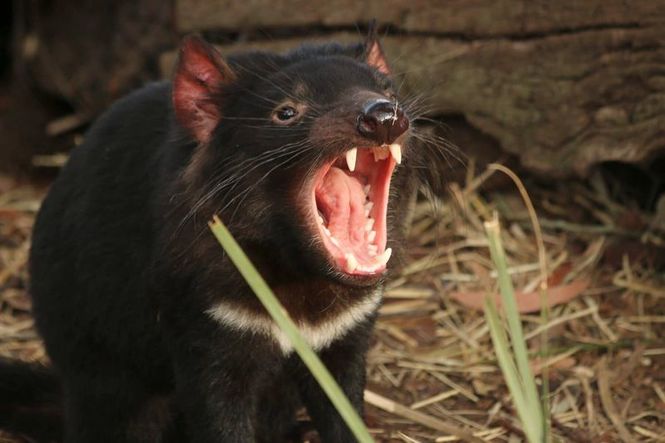 Detailbild Tasmanien: Sympathie für den Teufel