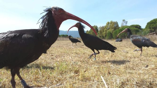 Detailbild Der Punkvogel kehrt zurück