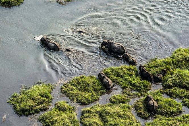 Detailbild Okawango - Fluss der Träume