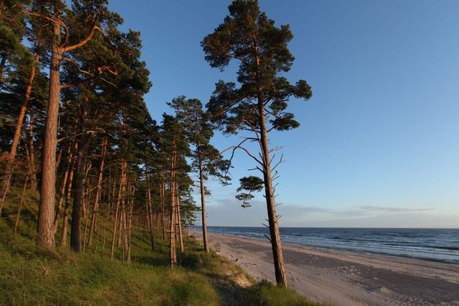 Detailbild Wildes Baltikum - Wälder und Moore