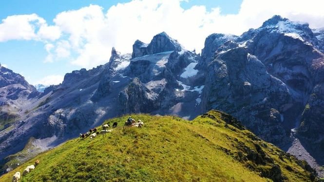 Detailbild Die bunte Nutztierwelt in Vorarlberg