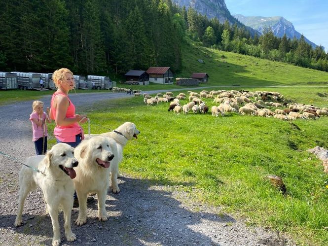 Detailbild Schweizer Hundegeschichten