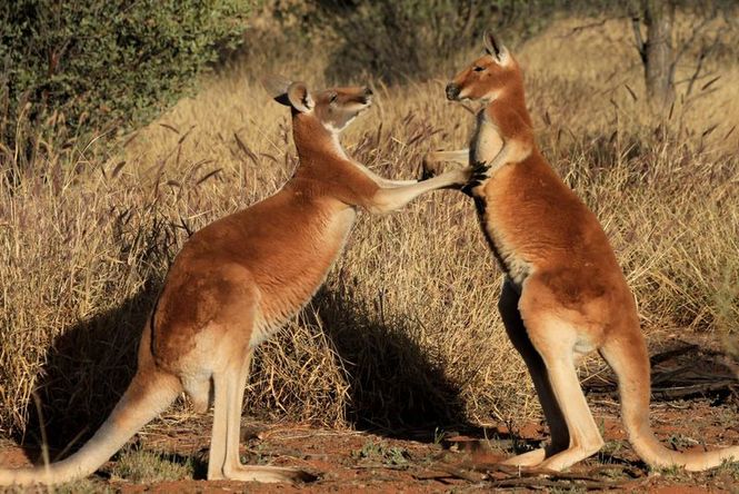 Detailbild Kängurus - Australiens Rote Riesen