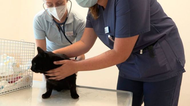 Detailbild Die Tierklinik - Privatpatienten auf vier Pfoten