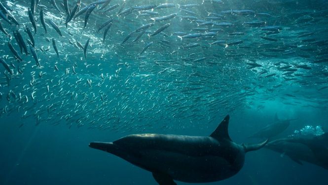 Detailbild Die gefährliche Reise der Sardinen - Festmahl im Ozean