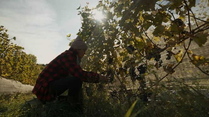 Detailbild La vigne est belle