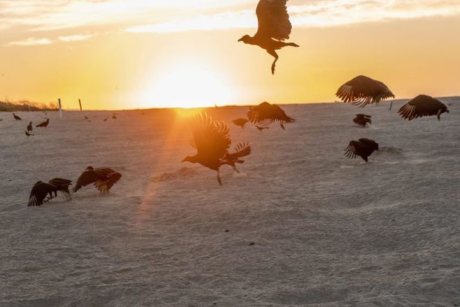 Detailbild Mexikos magische Tierwanderungen