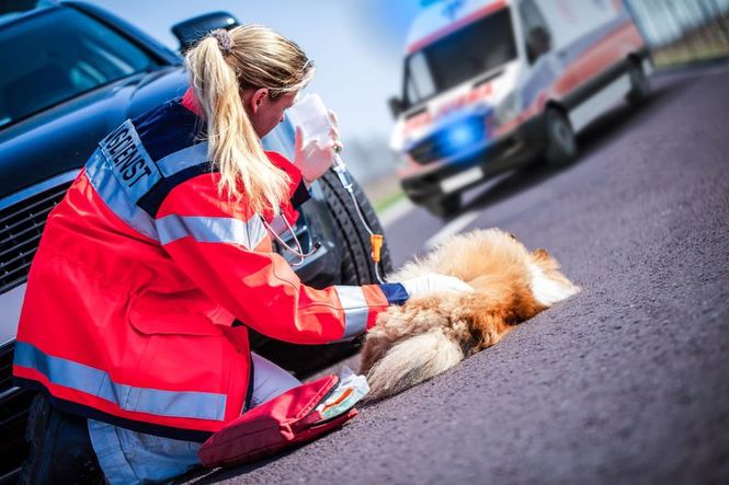 Detailbild Eine Klinik für Wildtiere in Madrid