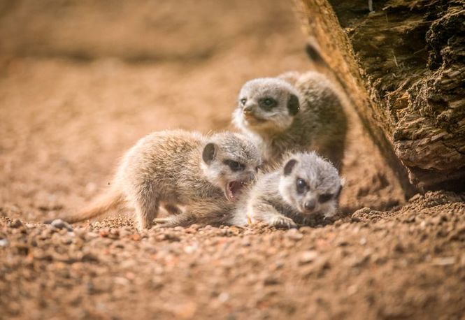 Detailbild Zoo und so - Tierisch wild!