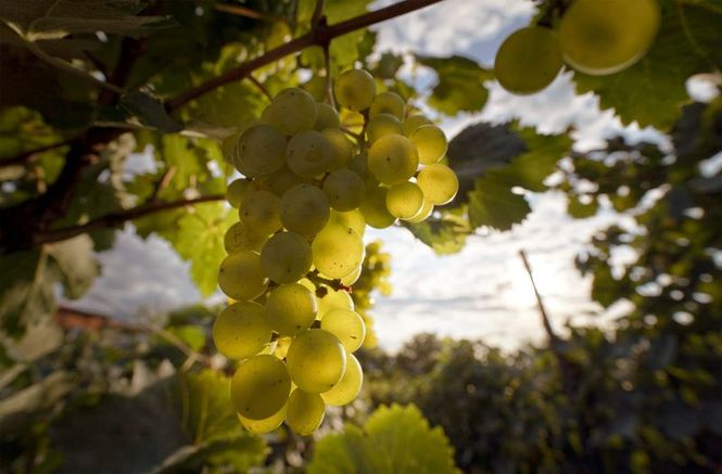 Detailbild Baia und der Wein - Ein wahres Märchen aus Georgien