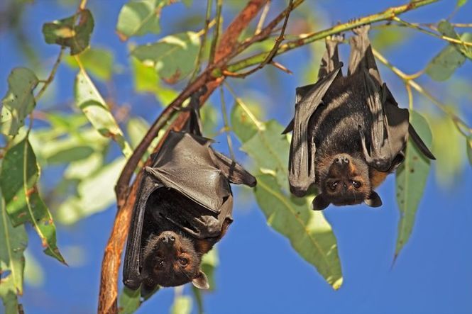 Detailbild Wildlife Diaries Australien