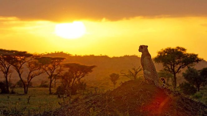 Detailbild Serengeti