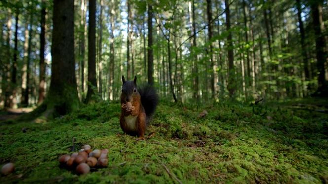 Detailbild Unsere Wälder