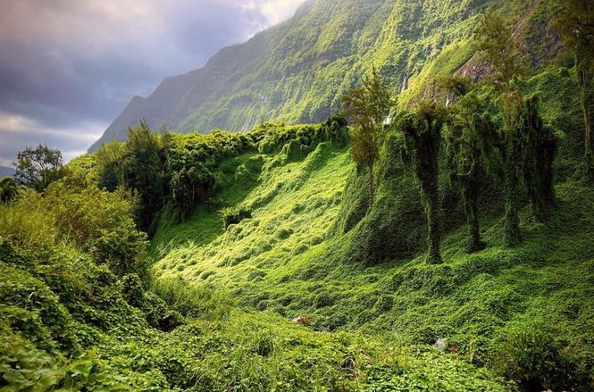 Detailbild La Réunion: Die Wiederbelebung der kreolischen Gärten