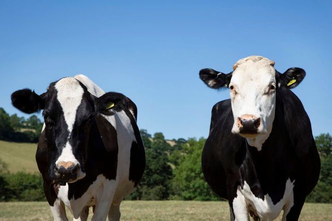 Detailbild Der Bauernhof - Die faszinierende Welt der Tiere: Kühe