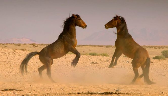 Detailbild Die Wüstenpferde Namibias