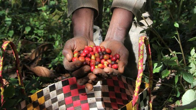 Detailbild Äthiopien - Heimat des Kaffees