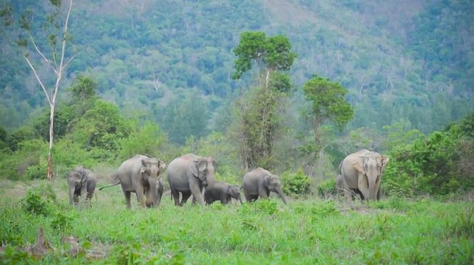 Detailbild Wildes Thailand