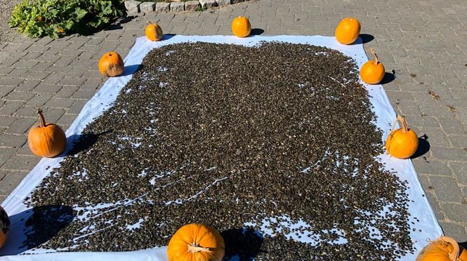 Detailbild Kürbisbauern im Erntefieber