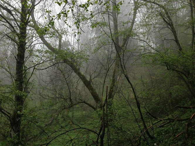 Detailbild Europas Urwälder