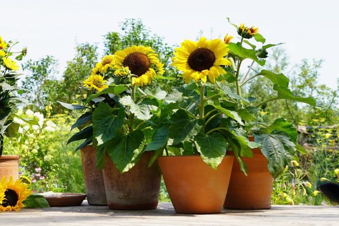 Detailbild Natur im Garten