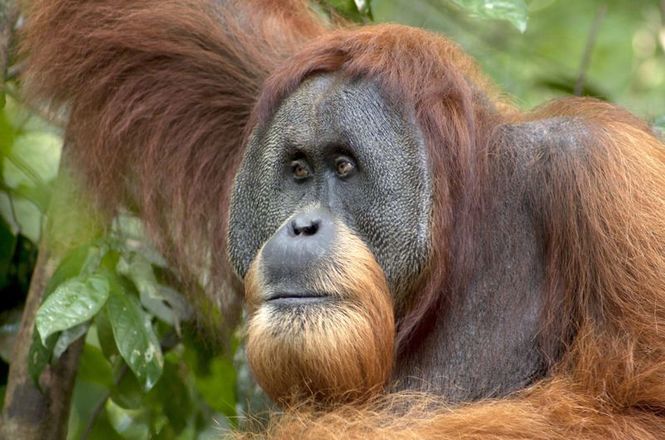 Detailbild Gober - Eine Orang-Utan-Geschichte