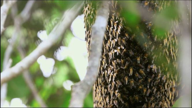 Detailbild Die Bienenflüsterer