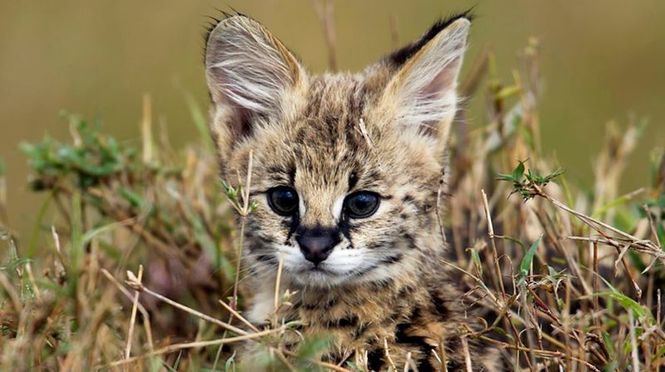 Detailbild Wilde Tierbabys