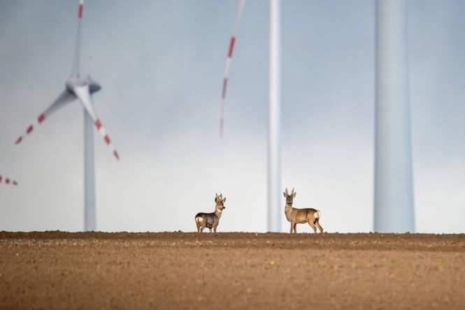 Detailbild Wildnis 2.0 - Die Tierwelt auf Umwegen