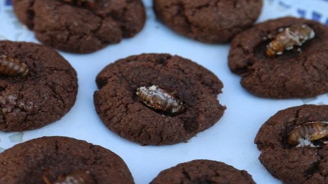 Detailbild Insekten essen