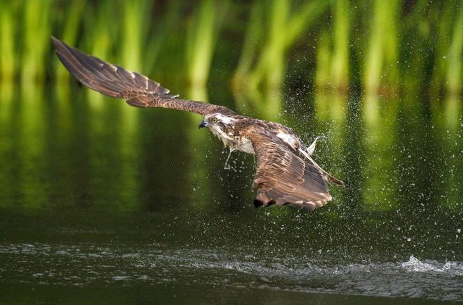 Detailbild Schottland - Der Ruf der Wildnis